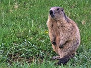 Spettacolo di fiori e marmotte sui sentieri per i Laghetti di Ponteranica–9giu23- FOTOGALLERY
